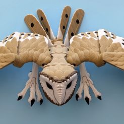 Barn Owl (Tyto alba)