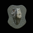 my_project-1-3.png t-rex head trophy on the wall / two faces / dinosaur