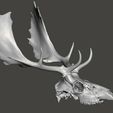 fallowdeer.jpg Fallow deer skull, Cervus dama head cranium