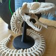 SERPENT SQUELETTE ARTICULÉ