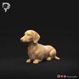 Dachshund-Smooth-Haired-Pose-07-Dog-3D-Print-9s.jpeg Teckel à poil lisse Pose 07