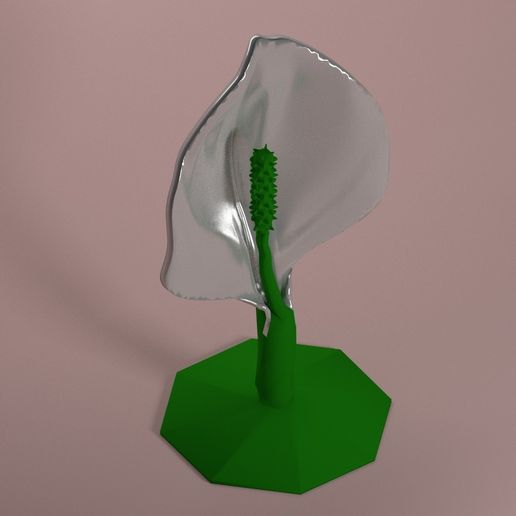 spathiphyllum