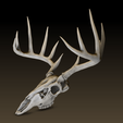 deer_01.png White-tailed deer skull