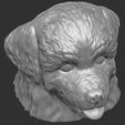 14.jpg Puppy of Bernese Mountain Dog head for 3D printing