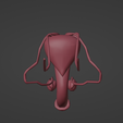 5.png 3D Model of Male Reproductive System