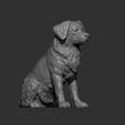 miniature-australian-shepherd6.jpg Miniature australian shepherd 3D print model