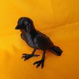 IMG_20241014_155929404.jpg Crow