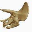 04.jpg Triceratops: Skull and Body