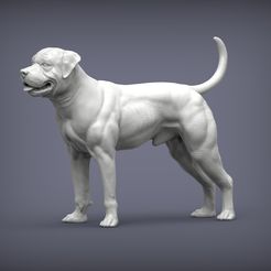 american-bulldog1.jpg 3D-Datei Amerikanische Bulldogge 3D-Druck Modell・Design für den 3D-Druck zum Herunterladen