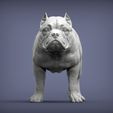 american-bulldog-standing3.jpg American Bully standing 3D printed model