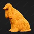 106-Afghan_Hound_Pose_05.jpg Afghan Hound Dog 3D Print Model Pose 05