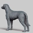 R04.jpg Irish Wolfhound V3