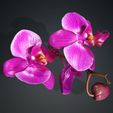 01.jpg Orquídea Pink Phalaenopsis Orchid FLOWER Kasituny Orchid 3D MODEL butterfly Orquídea rosada ROSSE CHARMANDER BULBASAUR