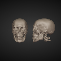 image_2023-12-11_16-07-14.png Anatomical skull 3d print, Atlas, Axis, Cervical bones