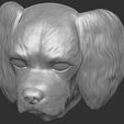 16.jpg Spaniel Cavalier dog head for 3D printing
