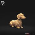 Dachshund-Smooth-Haired-Pose-07-Dog-3D-Print-1s.jpeg Teckel à poil lisse Pose 07