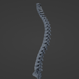 s3.png Vertebral Column