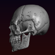 2.png Skull detailed