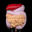 Digestive-System-Anatomical-Model-1.jpg Digestive System Anatomical Model
