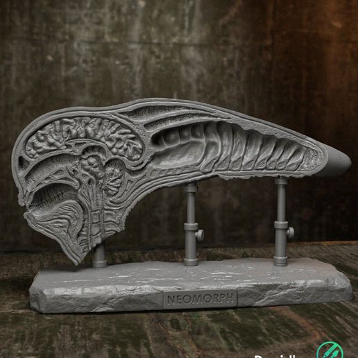 👽 Alien covenant - Dissected neomorph head・ 3D File for 3D printing・Cults