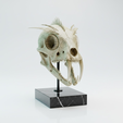 image-37.png basilisk skull