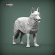 Swiss-white-shepherd4.jpg Swiss white shepherd 3D print model