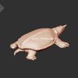SoftShelledTurtle03.jpg Soft Shelled Turtle