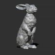 27.jpg Hare sitting