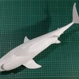 tibu 0.jpg Shark - shark
