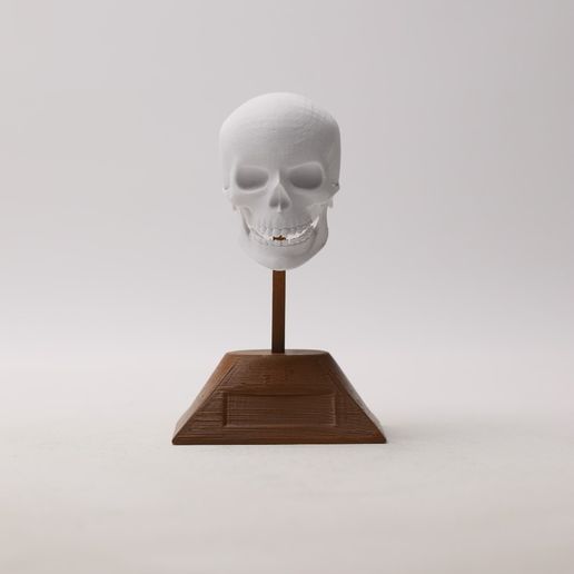 7ee2d254-f962-46b0-91a4-a5f5d7f4736c.jpg crânio