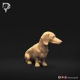 Dachshund-Miniature-Smooth-Haired-Pose-06-Dog-3D-Print-2s.jpeg Teckel miniature à poil lisse Pose 06