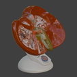 10.png 3D Spleen, Pancreas and Duodenum Anatomy Model
