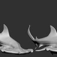 SH.jpg Hammerhead shark