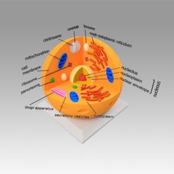 1.jpg STL-Datei Animal cell・3D-druckbare Vorlage zum herunterladen