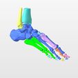 3.jpg RIGHT FOOT BONE-3D BONES OF THE ANKLE AND FEET