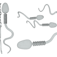 Sperm_Wireframe.png Sperm Cell Anatomy