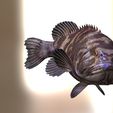 8.jpg DOWNLOAD Coral Fish 3D MODEL - ANIMATED for 3D printing - maya - 3DS MAX - UNITY - UNREAL - BLENDER - C4D - CARTOON - POKÉMON - Coral Fish Goby Epinephelinae Epinephelus bruneus