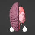 7.png 3D Model of Brain, Brain Stem and Eyes