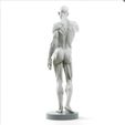 il_794xN.4157208700_jo3u.jpg human body grassetti ecorche stl model for 3d print