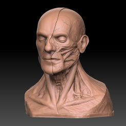 STL file Écorché bust deluxe 👤・3D print model to download・Cults