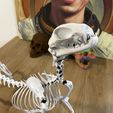 IMG_1737.jpeg Cat Skeleton [Articulated]