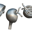 Glomerulus_Matcap_1.png Anatomie du glomérule