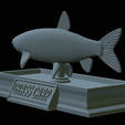 Grass-carp-statue-34.png fish grass carp / Ctenopharyngodon idella statue detailed texture for 3d printing