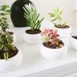 P1030815.jpg Mini Succulent Planter Bonsai Style