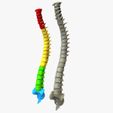 Signature_View.jpg Archivo STL Columna vertebral・Diseño para descargar y imprimir en 3D