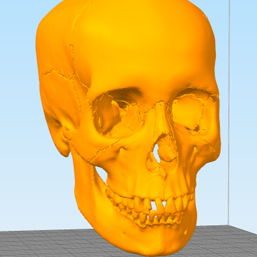 Skull 3D model