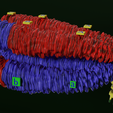 0038.png Chromosome genetic recombination blender 3d