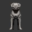 american-bulldog9.jpg american bulldog 3D print model