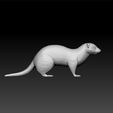 ferret2.jpg Ferret - ferret 3d model for game and 3d print