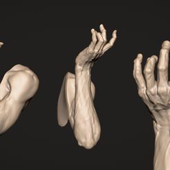 arm.jpg Arm Anatomy